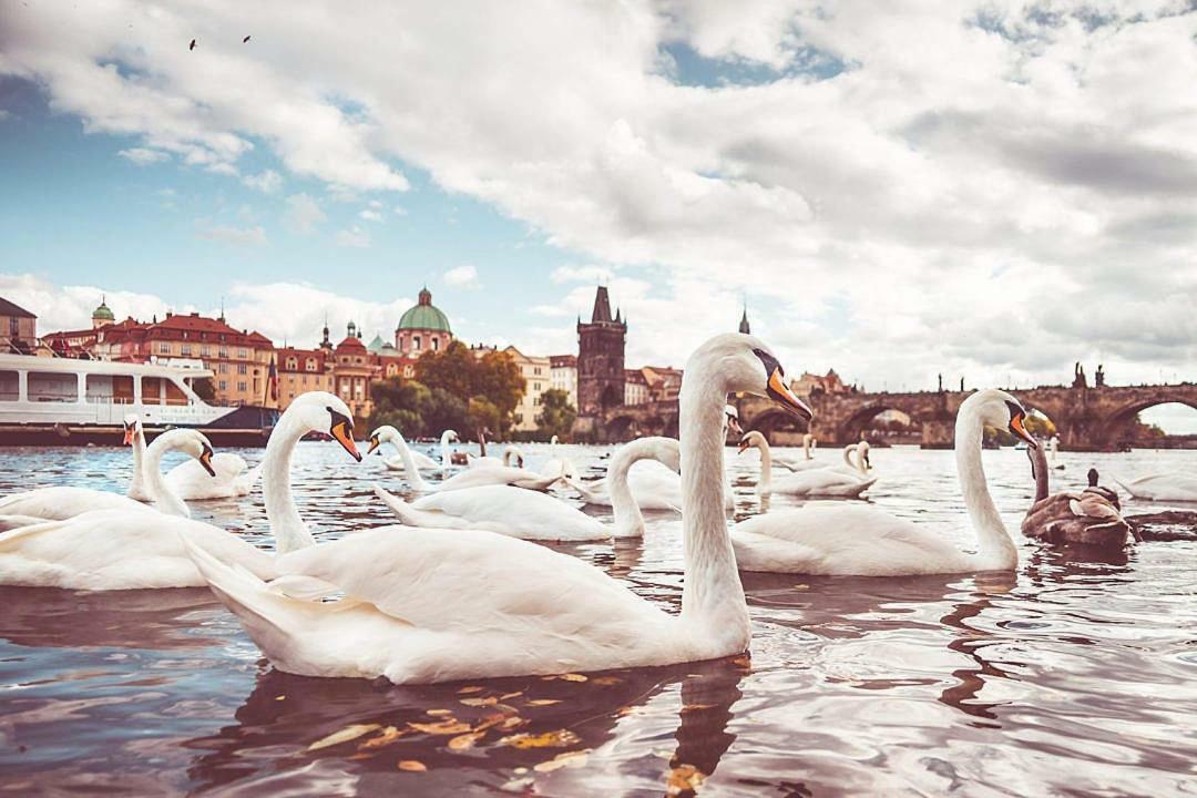 Quiet Apartment With Balcony Charles Bridge Praha Bagian luar foto
